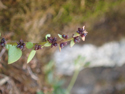 Drooping saxifrag