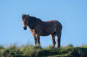 Exmoor Pony