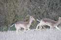 Fallow Deer