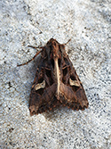 Flame Brocade