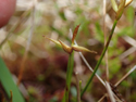 Few Flowered Sedge