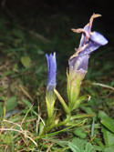 Fringed Gentian