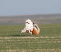 Great Bustard