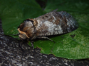 Goat Moth