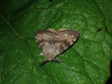 Gypsy Moth