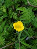 Riseley Goldilocks Buttercup