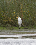 Great White Egret