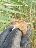 Harvest Mouse
