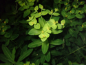 Irish Spurge