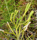 Issler's clubmoss