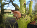 Jelly Ear