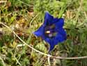 Koch's gentian