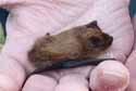 Kuhl's Pipistrelle