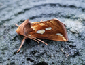Lemske's Gold Spot