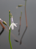 Water Lobelia