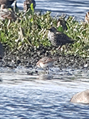 Long Toed Stint
