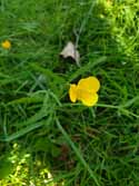 Madingley Goldilocks Buttercup