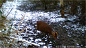 Muntjac