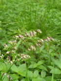 Mountain Melick