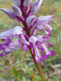 Military Orchid