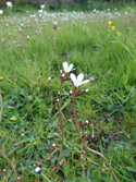 Meadow Saxifrage
