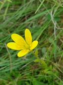 Marsh Saxifrage