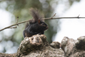 Melanistic Grey Squirrel
