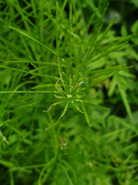 Narrow Leaved Bittercress