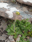 Norwegian mugwort