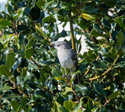 Northern Mockingbird