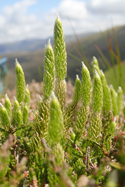 One cone clubmoss
