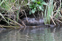 Otter