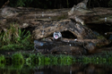 Polecat