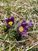 Pasque Flower