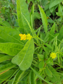 Priory goldilocks buttercup