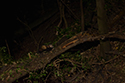 Polecat