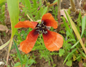 Prickly Poppy