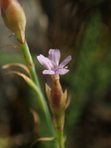 Proliferous Pink