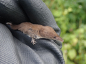 Pygmy Shrew