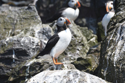 Puffin