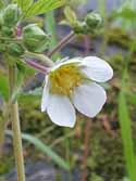 Rock cinquefoil