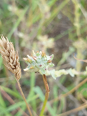 Red Tipped Cudweed