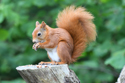 Red Squirrel