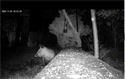 Fox Video