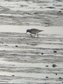 Red Necked Stint