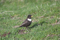 Ring Ouzel
