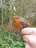Robin