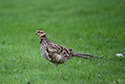 Reeve's Pheasant