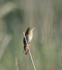 River Warbler
