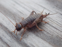 Scaly Cricket